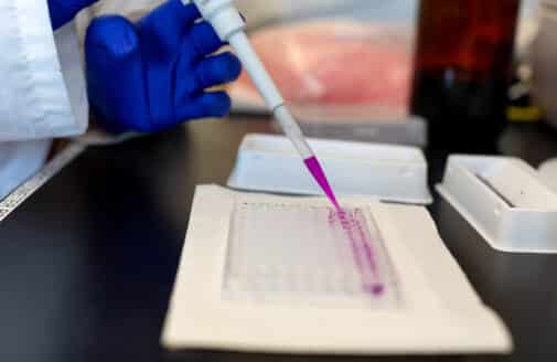 a hand wearing a blue latex glove uses a pipette to add bright pink liquid to a plastic tray of small divots