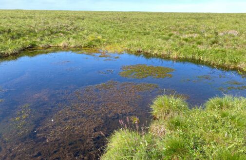 a small pond in the grassy Alaskan tundra, with brown vegetation floating on top of the water