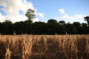 dry soy fields at the edge of a tropical forest