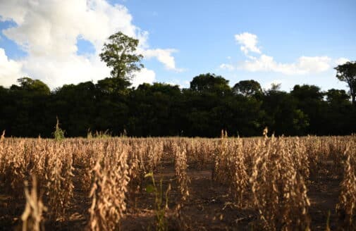 dry soy fields at the edge of a tropical forest