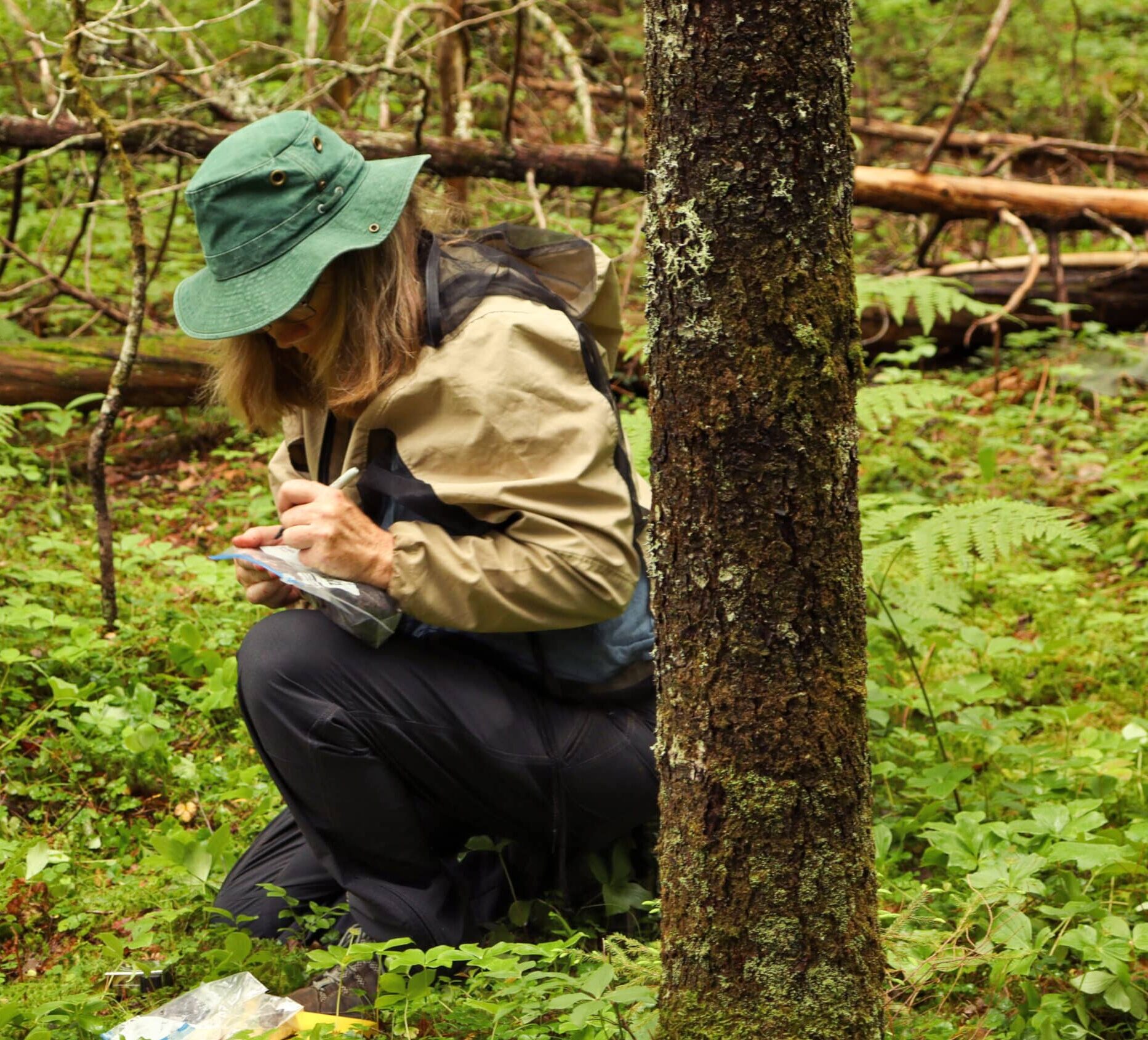 Kathleen Savage working in Howland Forest in Maine.