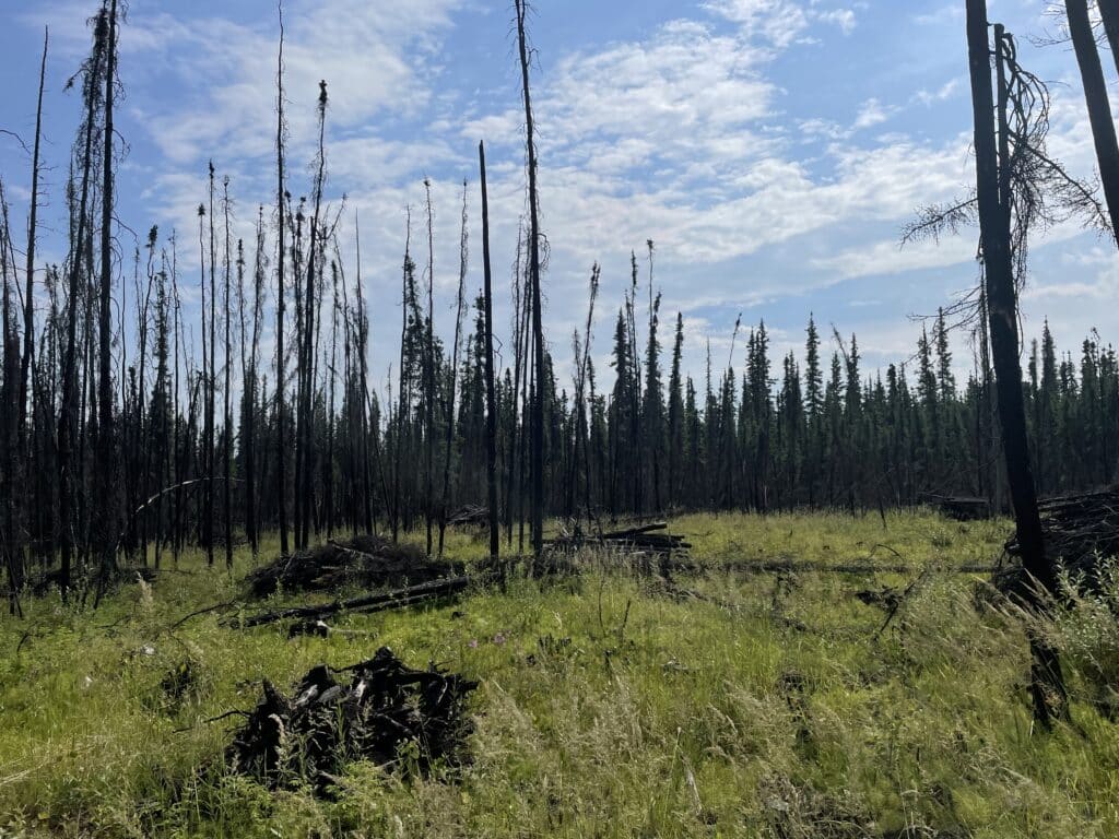 charred trees in yukon flats national wildlife refuge