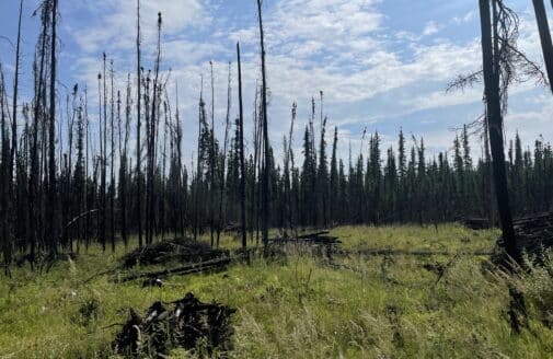 charred trees in yukon flats national wildlife refuge