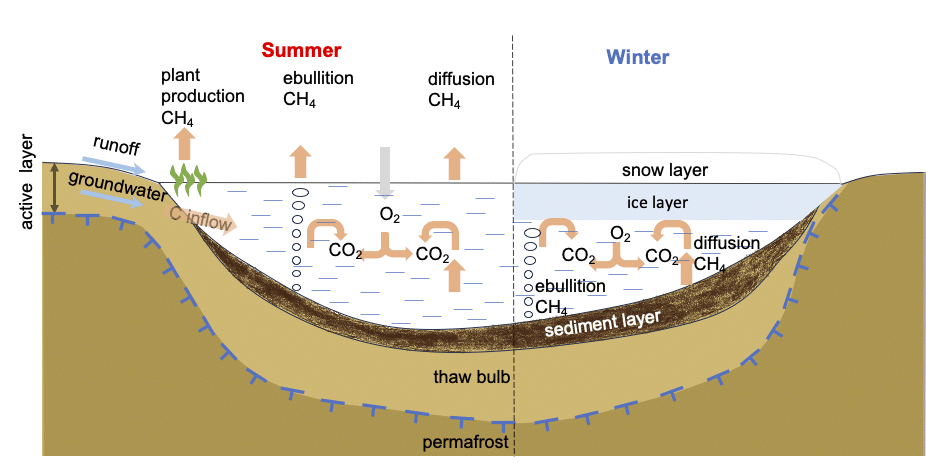 a diagram showing the movement of carbon and methane through a small Arctic lake in summer and winter
