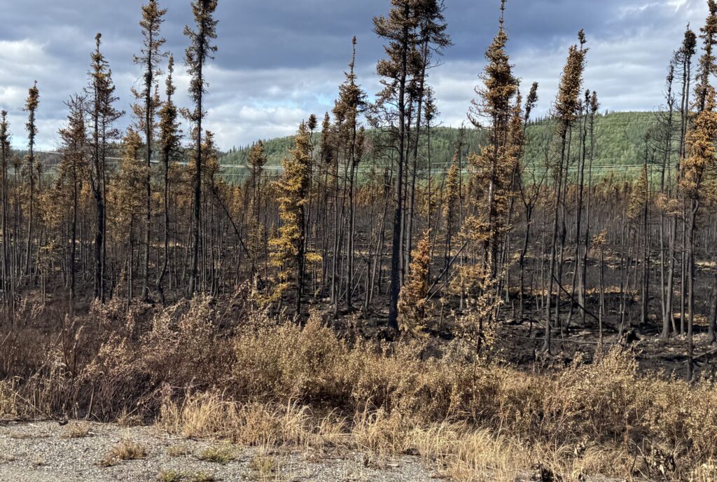 Burned trees by the roadside in denali national park