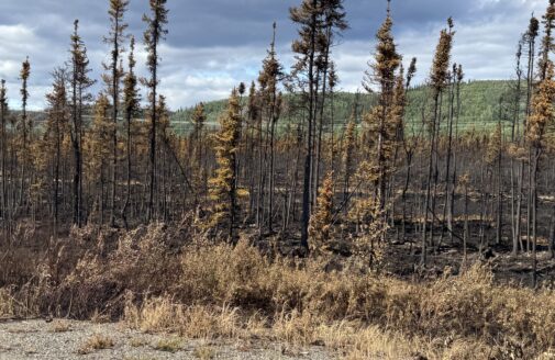 Burned trees by the roadside in denali national park