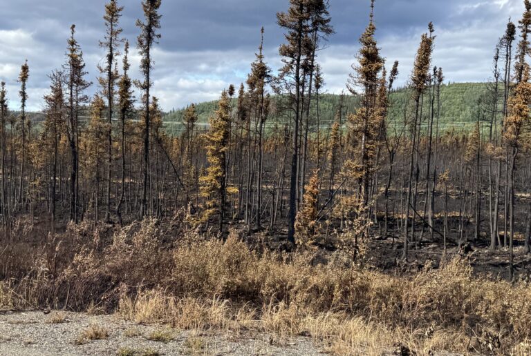 Burned trees by the roadside in denali national park
