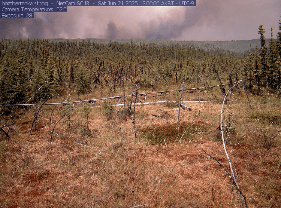 Forested peatland landscape with gray smoke on the horizon.