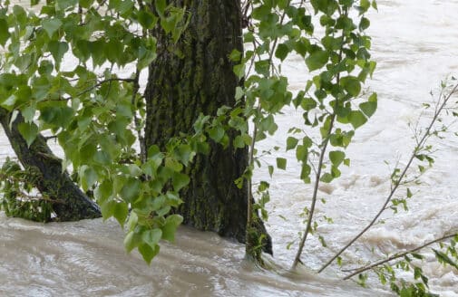 tree in a flooded river