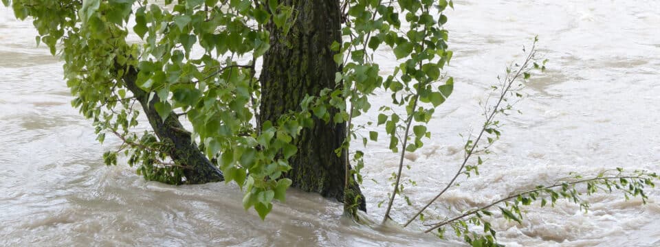 tree in a flooded river