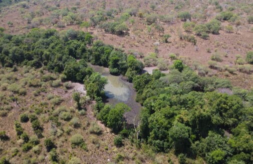 an aerial image of a stream in the Cerrado, bordered directly by green vegatation in a field of brown