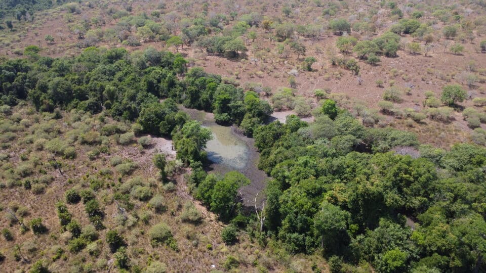 an aerial image of a stream in the Cerrado, bordered directly by green vegatation in a field of brown