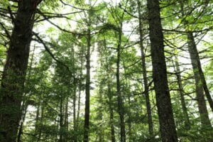 View of a green forest with the camera angle pointed slightly upwards. Trees are tall and skinny with a white sky in the background.