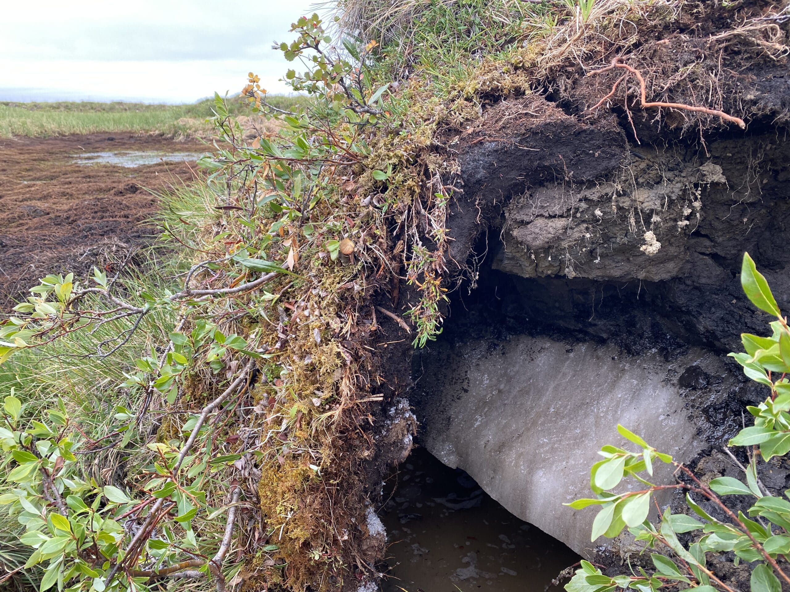 a mat of vegetation and soil is draped over a layer of ice in the landscape