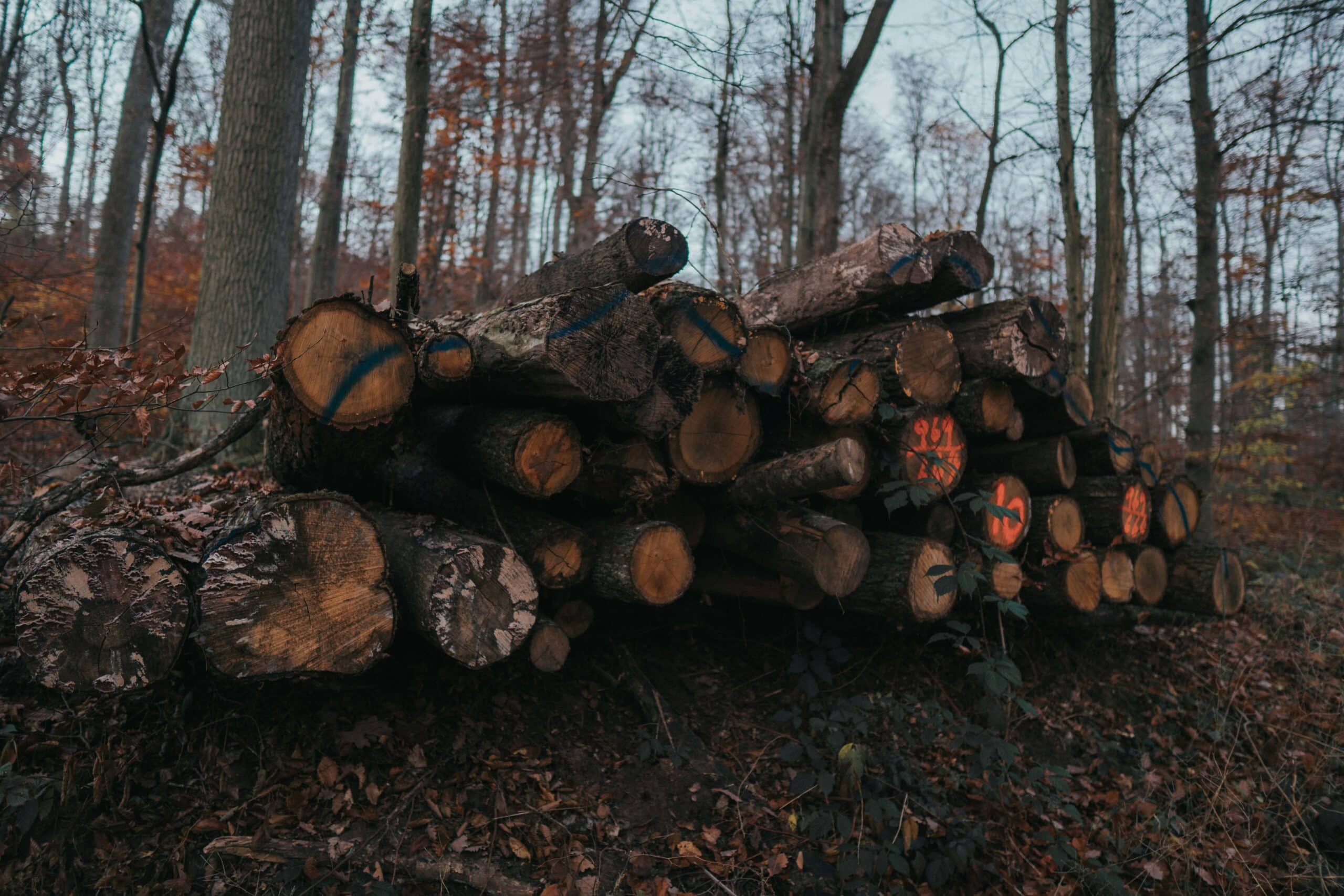 cut logs sit in a pile in the forest, some have orange spray paint marking the cut end