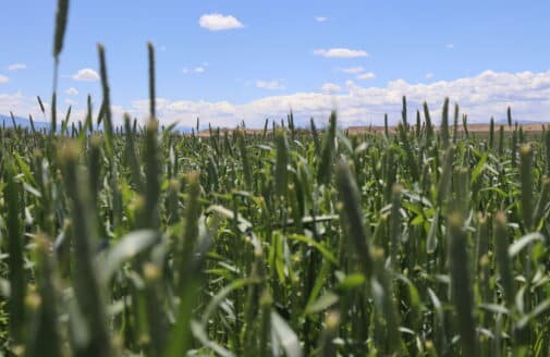 Oats growing in a field in colorado, clouds and mountains in the distance