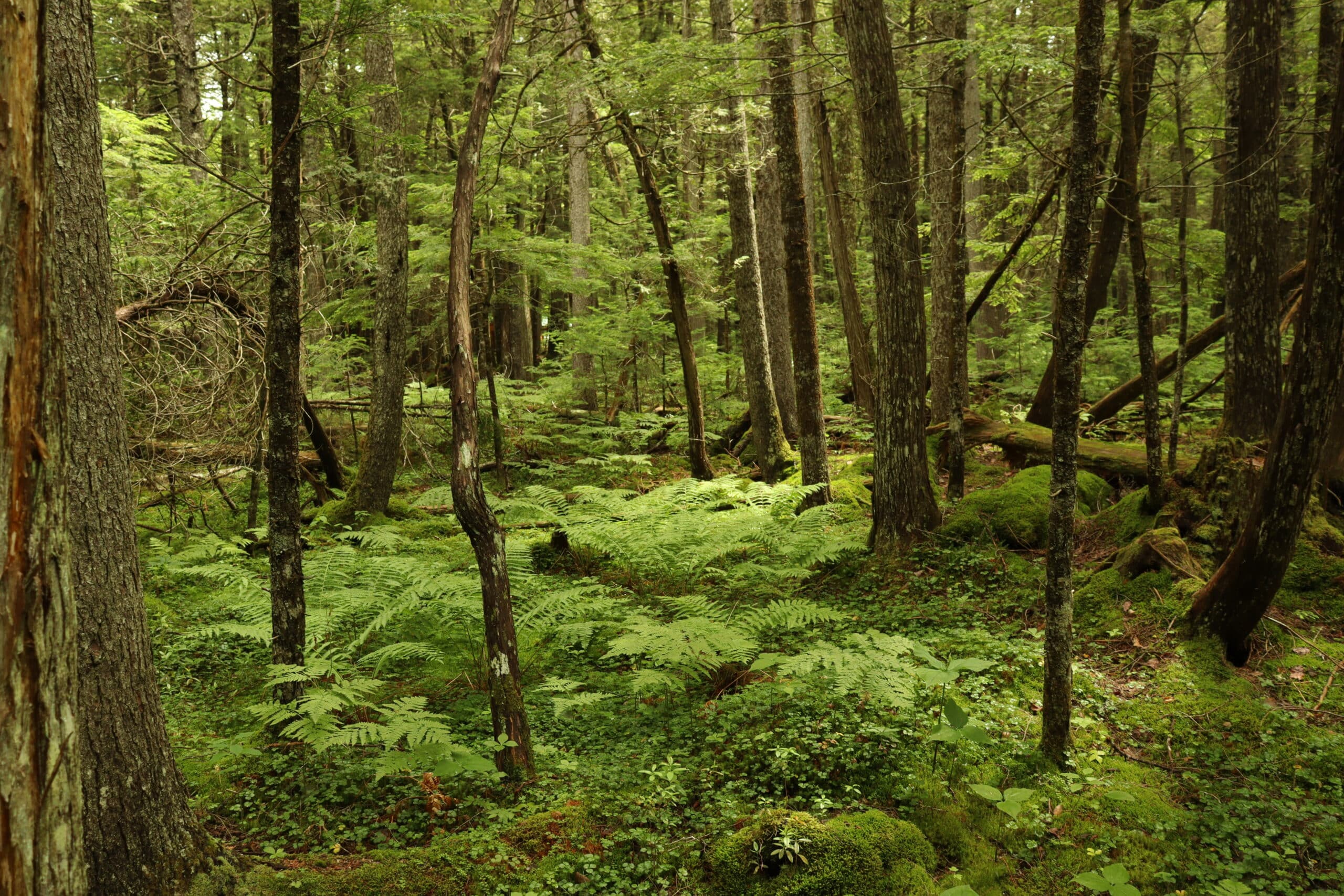 forest undergrowth with ferns