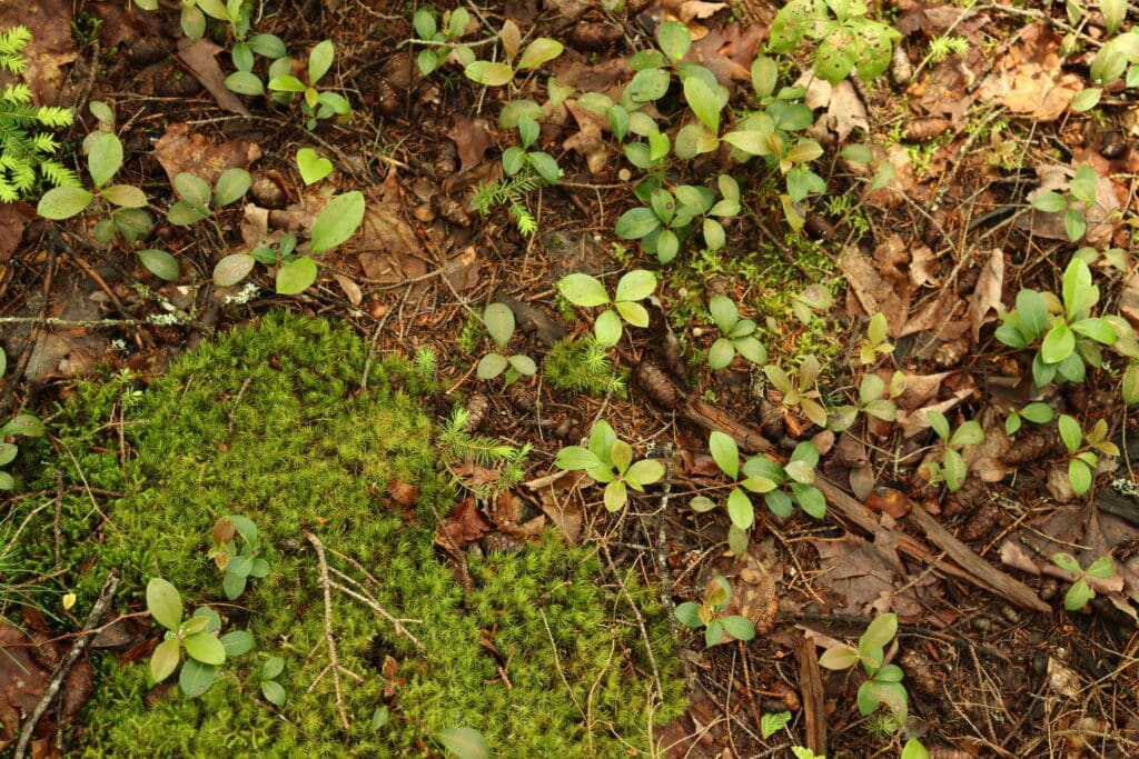 tiny sprouting seedlings in howland forest