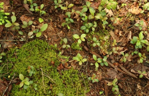 tiny sprouting seedlings in howland forest