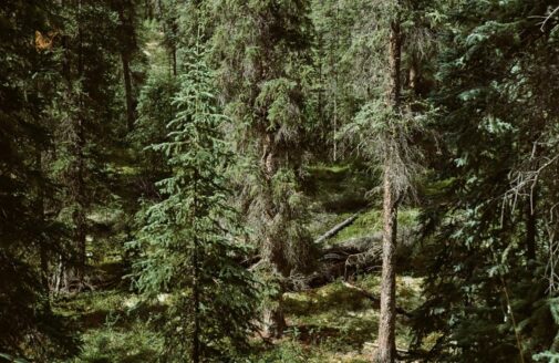 dense conifer forest with mossy undergrowth