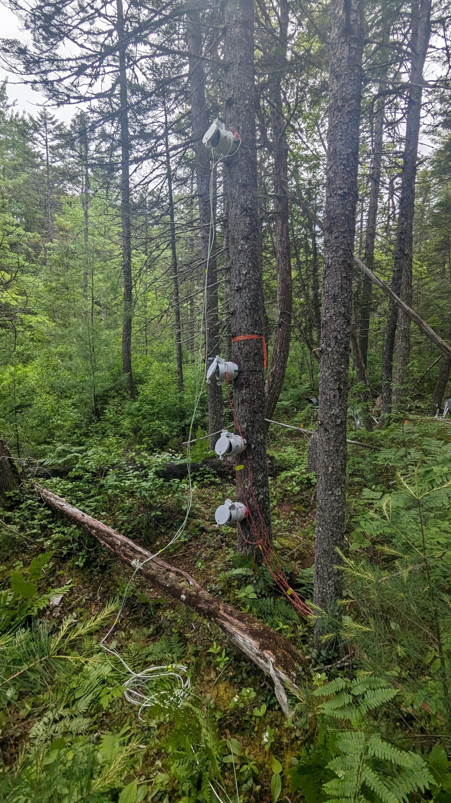 A tree with three grey methane chambers strapped to its trunk