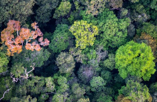 aerial image of forest at Tanguro research station