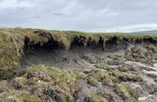 grass hangs over the eroding headwall of a retrogressive thaw slump. uneven ground is below, with clumps of grass and mud