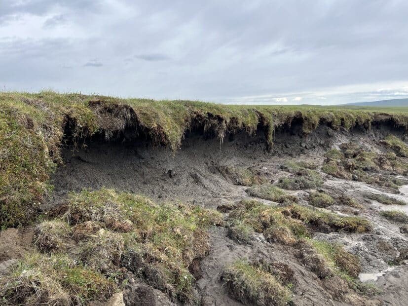grass hangs over the eroding headwall of a retrogressive thaw slump. uneven ground is below, with clumps of grass and mud
