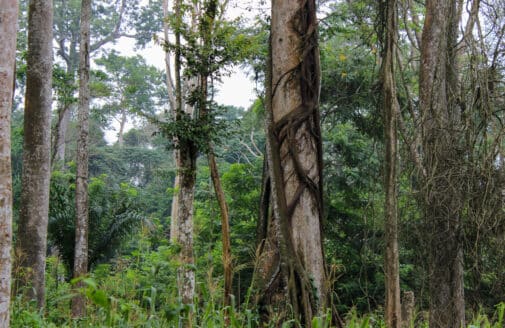 a thick tropical forest with tree trunks that extend out of frame. the tree in the foreground is covered in vines