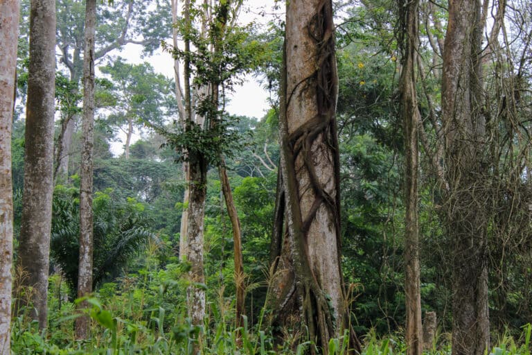 a thick tropical forest with tree trunks that extend out of frame. the tree in the foreground is covered in vines