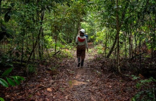 a woman in a white hard hat walks away from the camera, down a path in the lush green Amazon forest