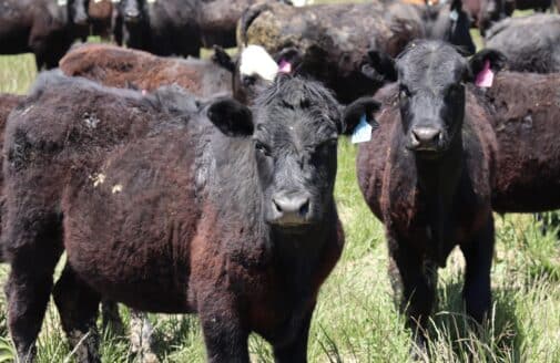 two young cows with black fur look at the camera
