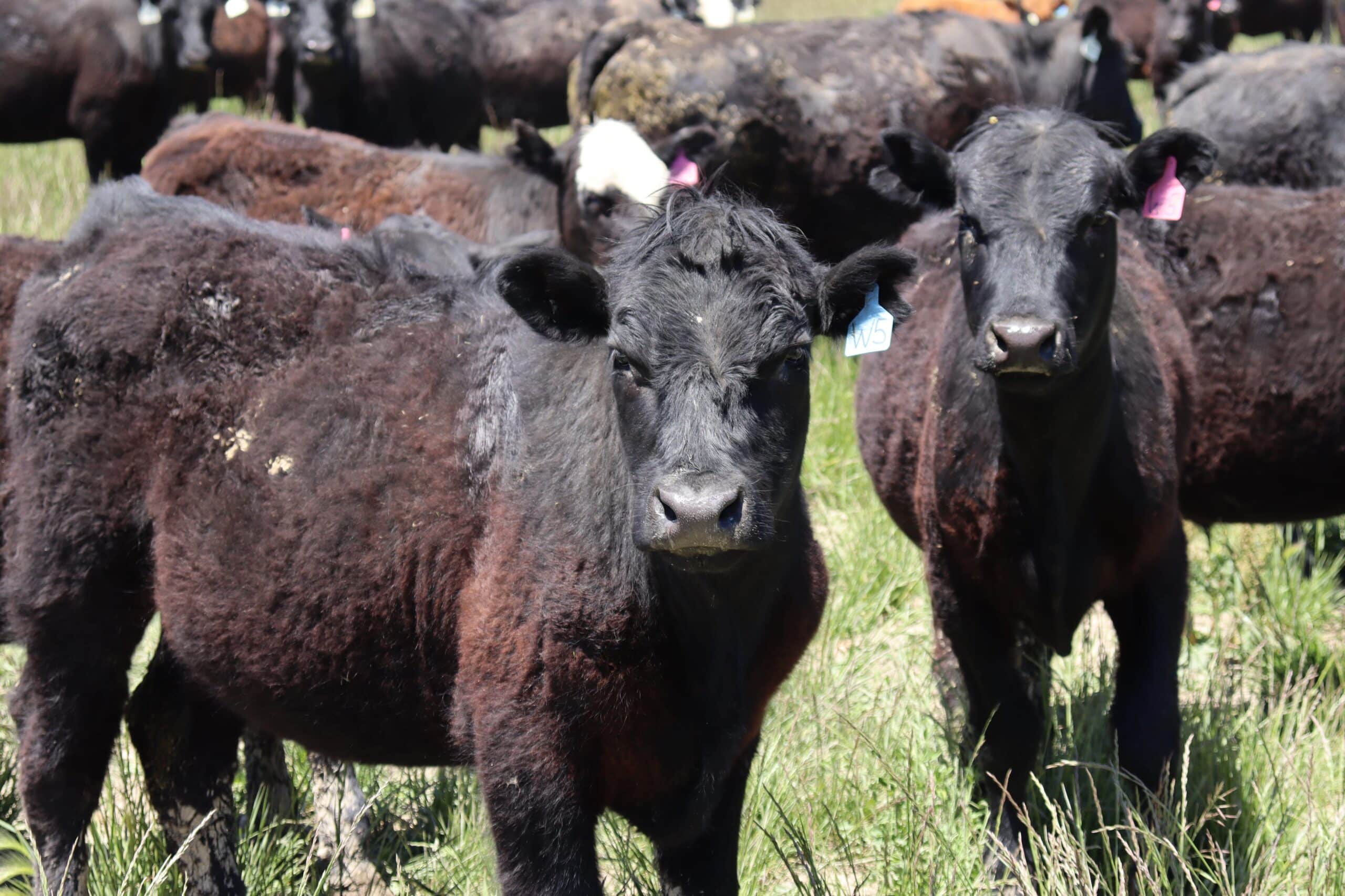 Picture of Grazing lands as climate solutions: Key practices for carbon and ...