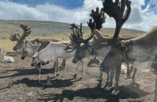 a reindeer herd on a hilly tundra in mongolia