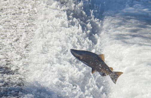 a Chinook salmon jumps over a small waterfall