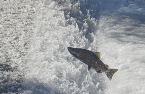 a Chinook salmon jumps over a small waterfall