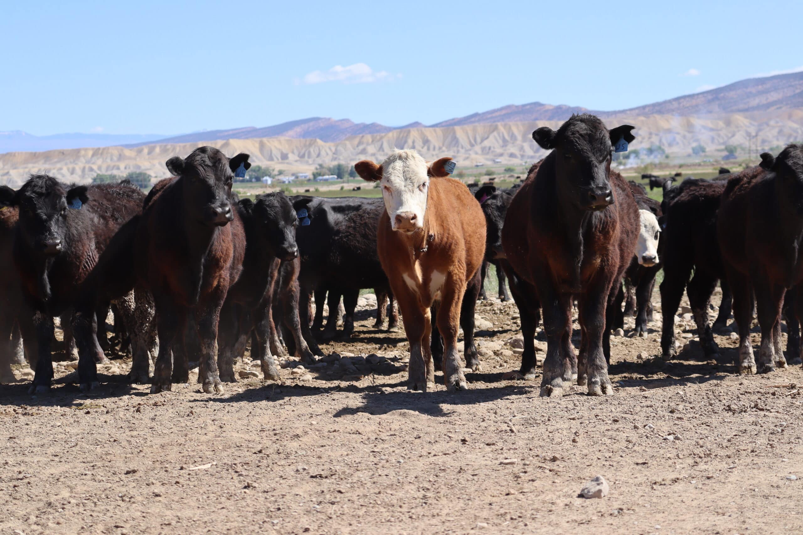 cows face the camera