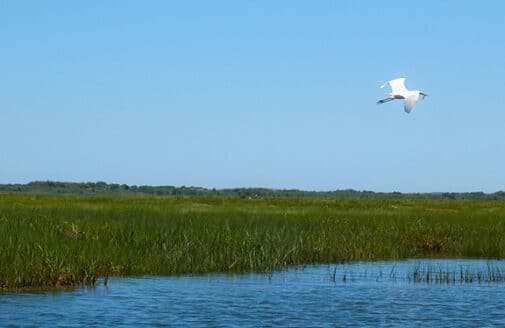 Massachusetts coastal marsh, photo by Connor Murphy