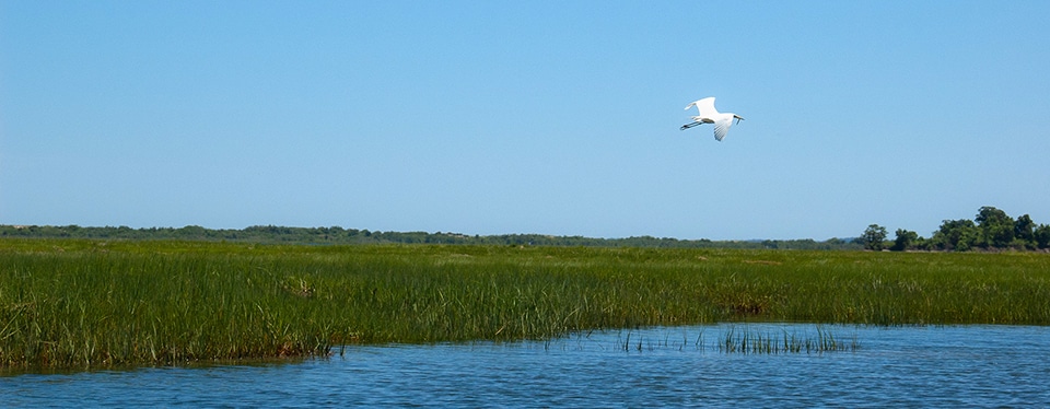 Massachusetts coastal marsh, photo by Connor Murphy