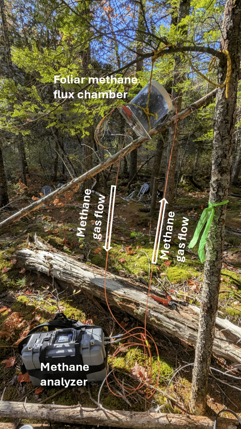 an image of scientific instrumentation in a tree, with arrows that show: methane gas flowing into and out of a foliar methane flux chamber, and passing through a methane analyzer