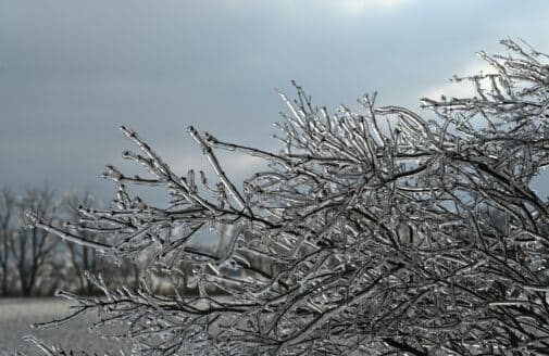 tree branches coated in ice