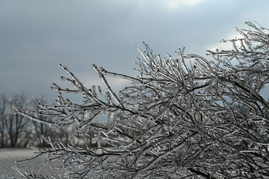 tree branches coated in ice