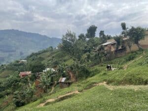 small buildings, tropical trees, and farm fields on a steeply sloped hill, with a cow walking on a path