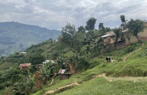 small buildings, tropical trees, and farm fields on a steeply sloped hill, with a cow walking on a path
