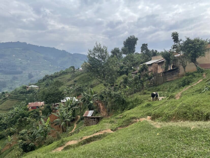 small buildings, tropical trees, and farm fields on a steeply sloped hill, with a cow walking on a path