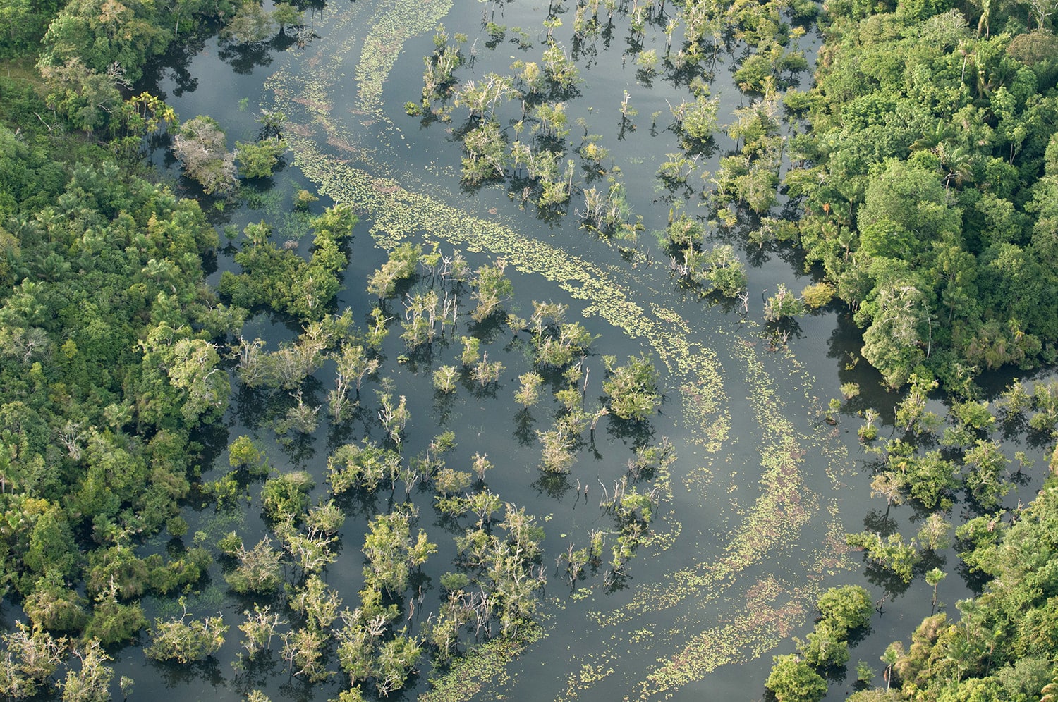 Aerial view of a river with shrubs and grasses growing in it in the Amazon