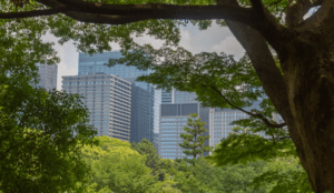 view of skyscraper skyline through treetops and branches