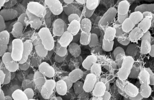 Methanotroph bacteria