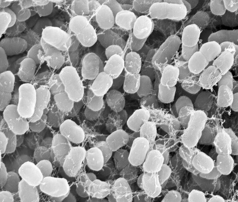 Methanotroph bacteria