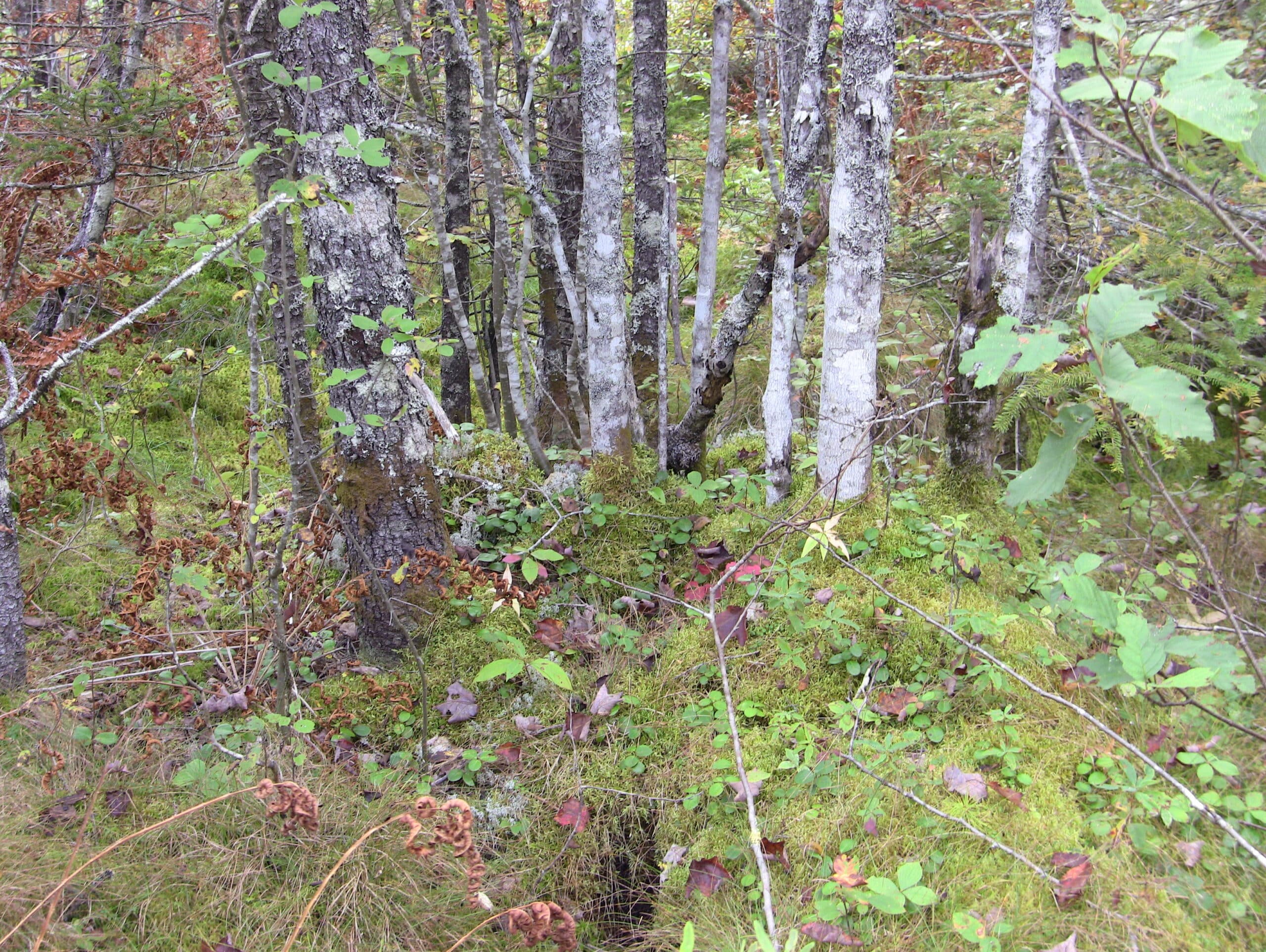 trees grow out of a moss-covered forest floor, among small undergrowth